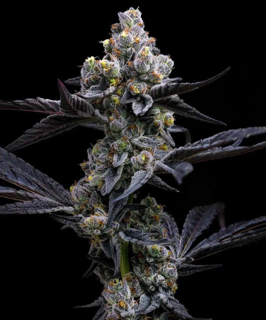 __garlic-cookies_circle_