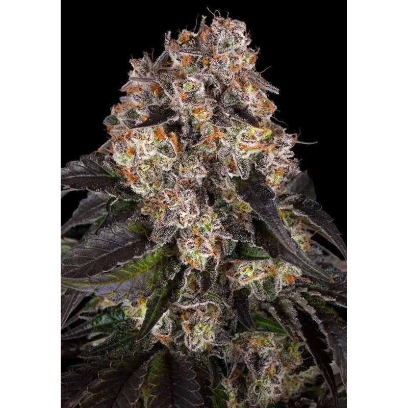girl-scout-cookies