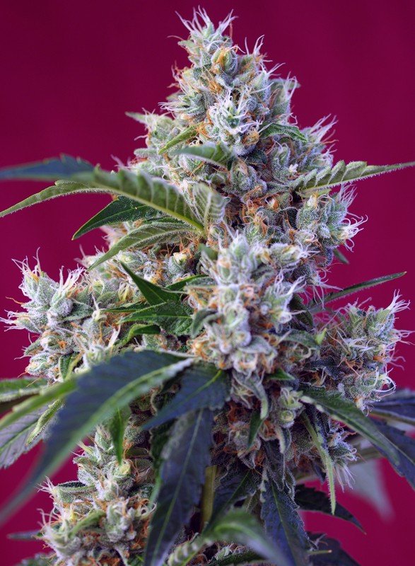 indigo-berry-kush