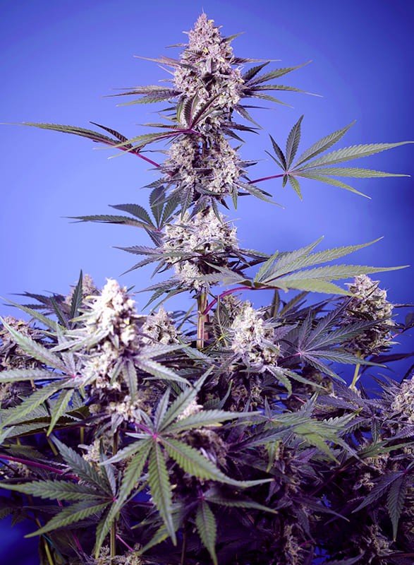 mental-rainbow-f1-fast