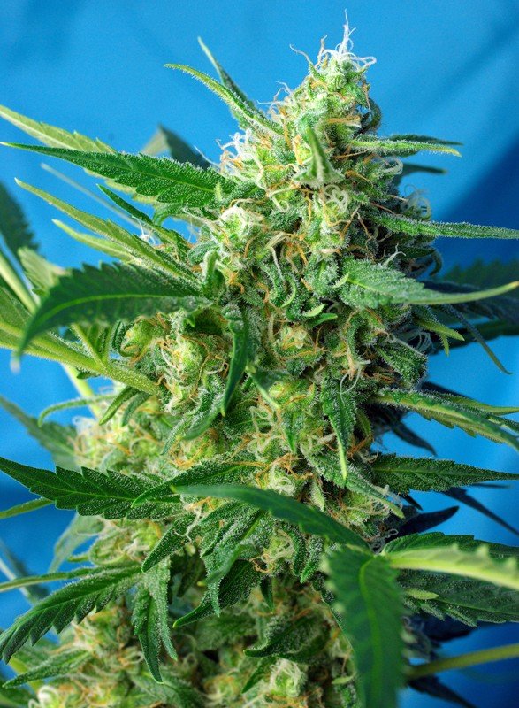 nyc-diesel-auto