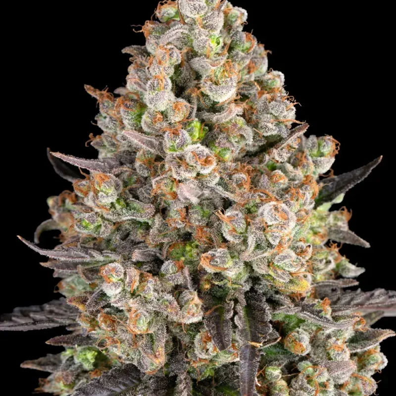 ogkush