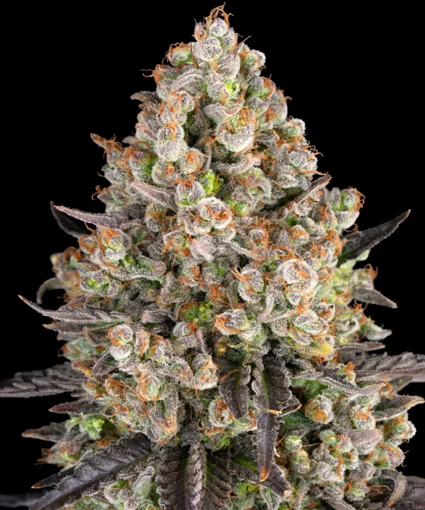 ogkush