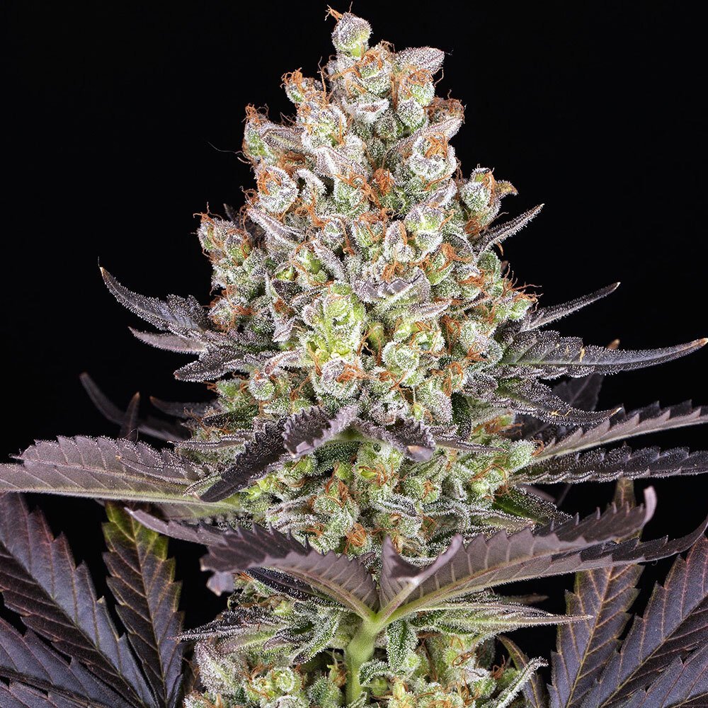 papaya-frosting