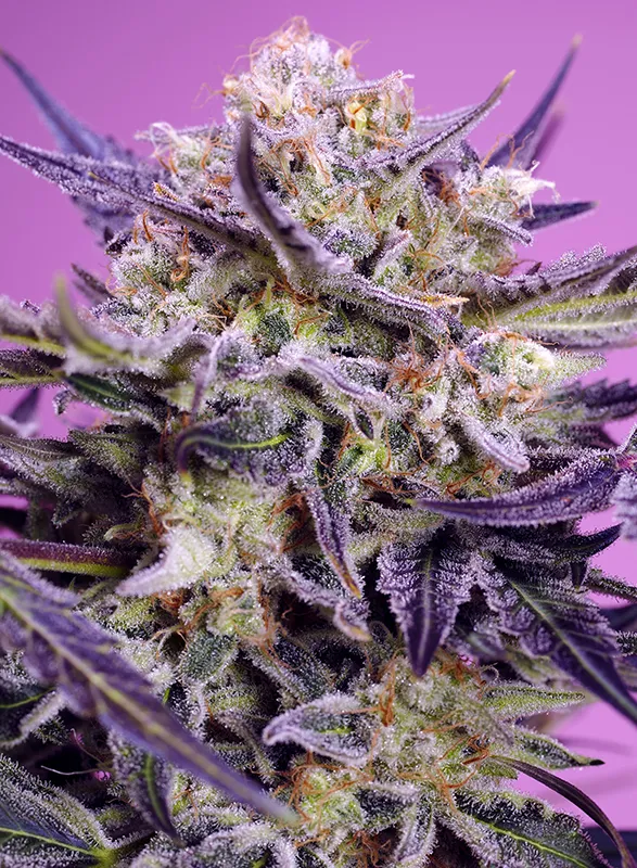 pink-guava-f1-fast-versio