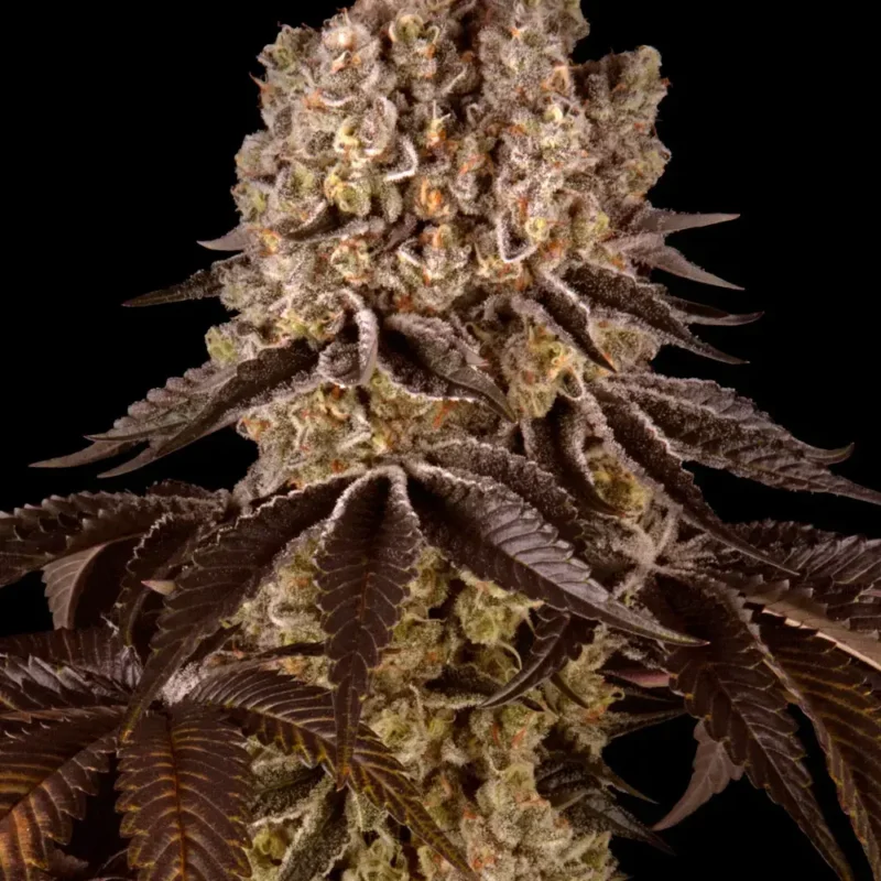 __purple-punch