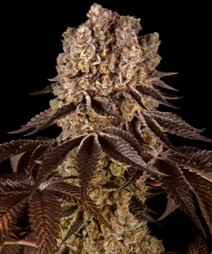 __purple-punch