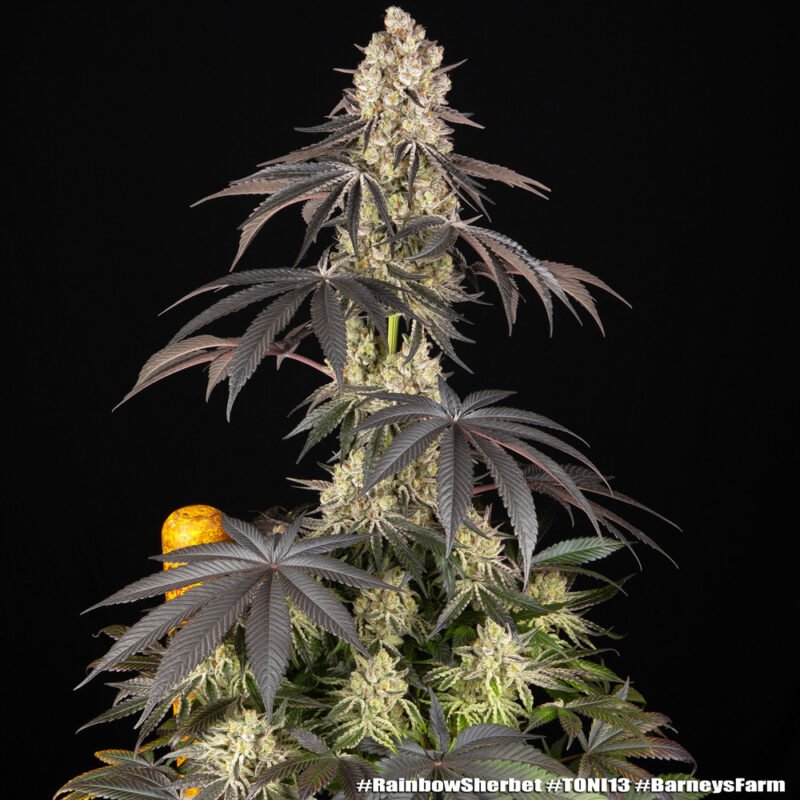 rainbow-sherbet