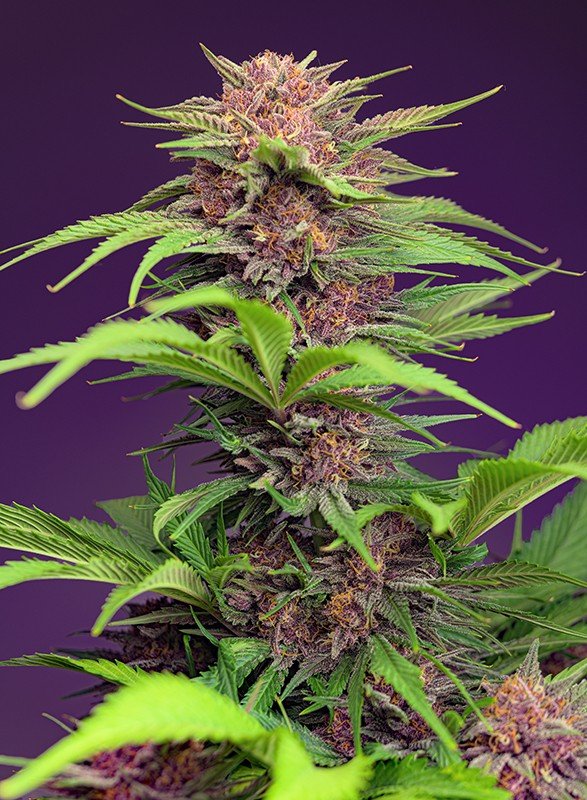 red-mimosa-xl-auto