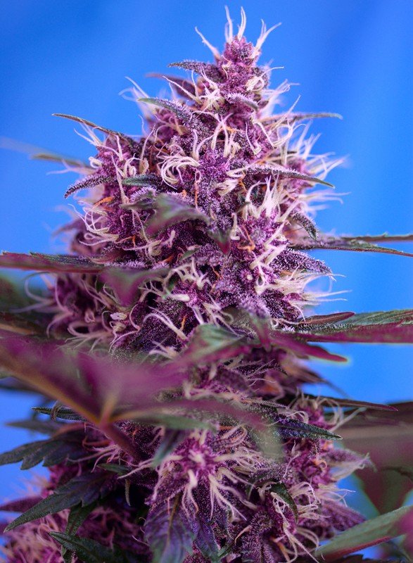 red-poison-auto