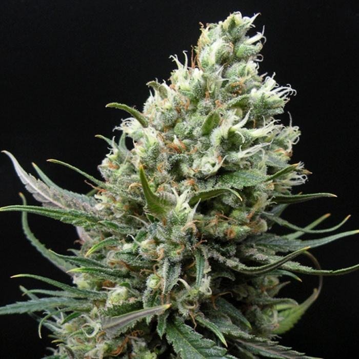 ripper-haze