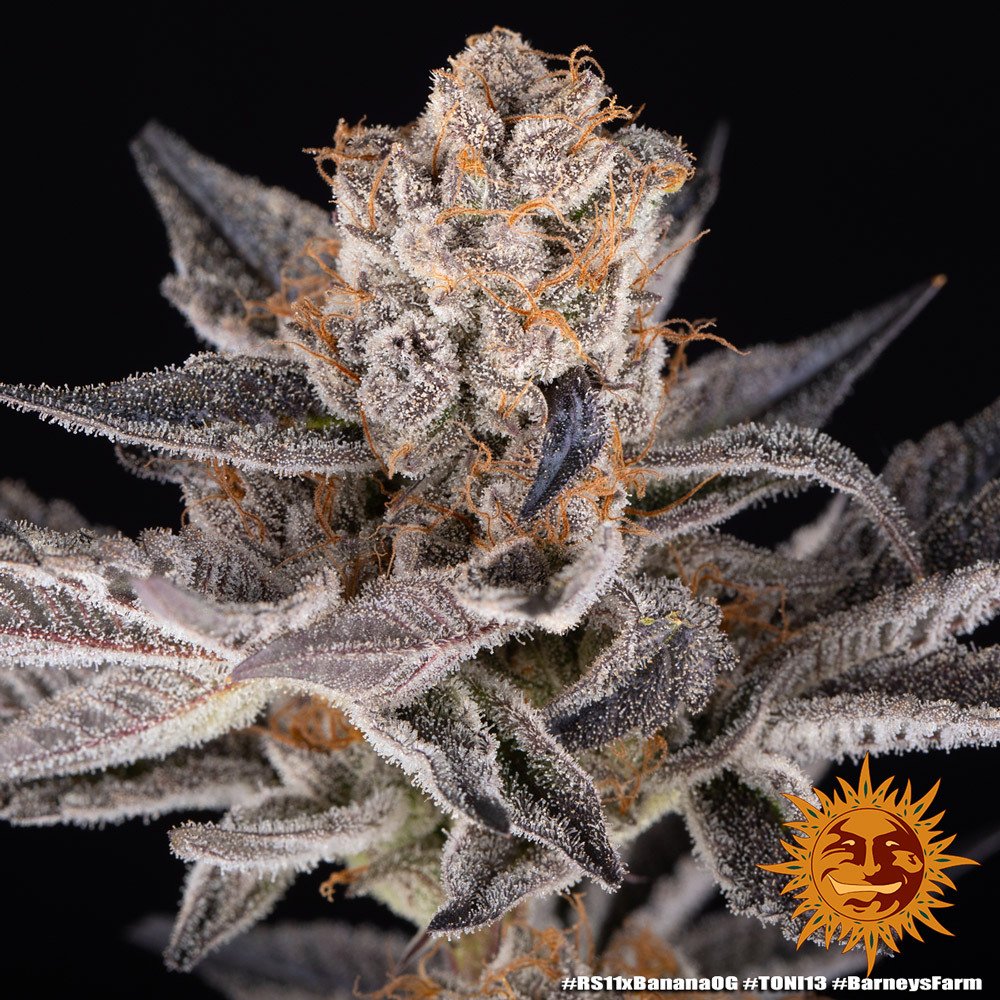 rs11-x-banana-og_