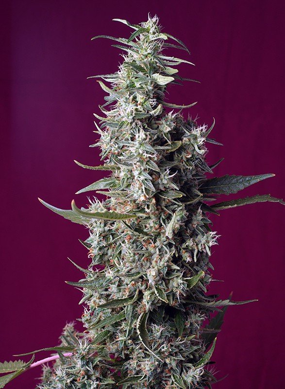 sweet-cherry-pie