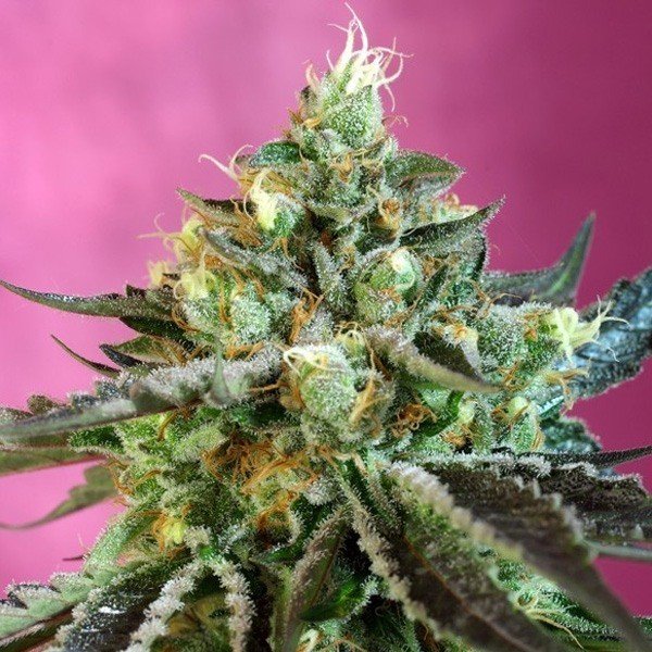 sweet-nurse-auto-cbd