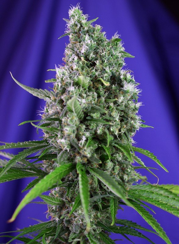 sweet-trainwreck-auto
