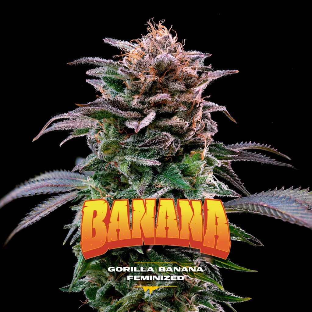 -BANANA-1