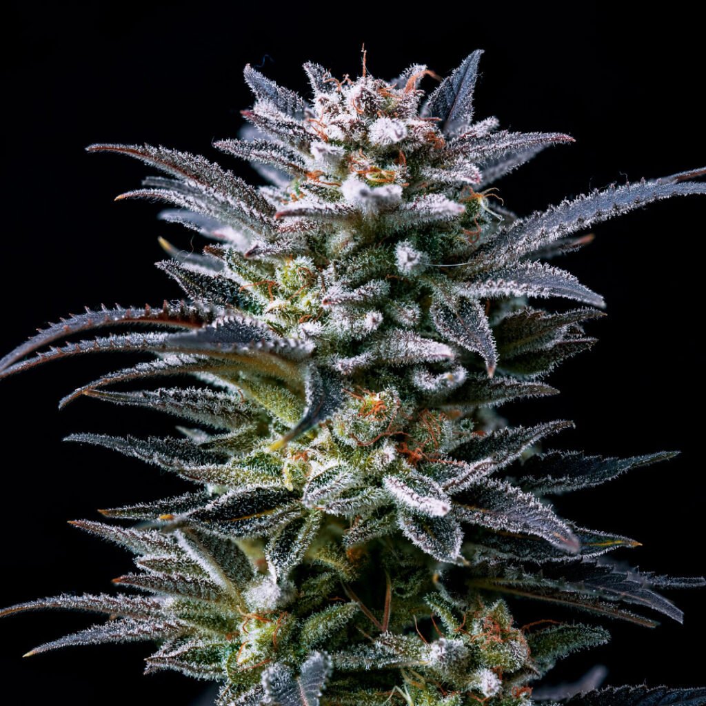 GORILLA-GHOST-2