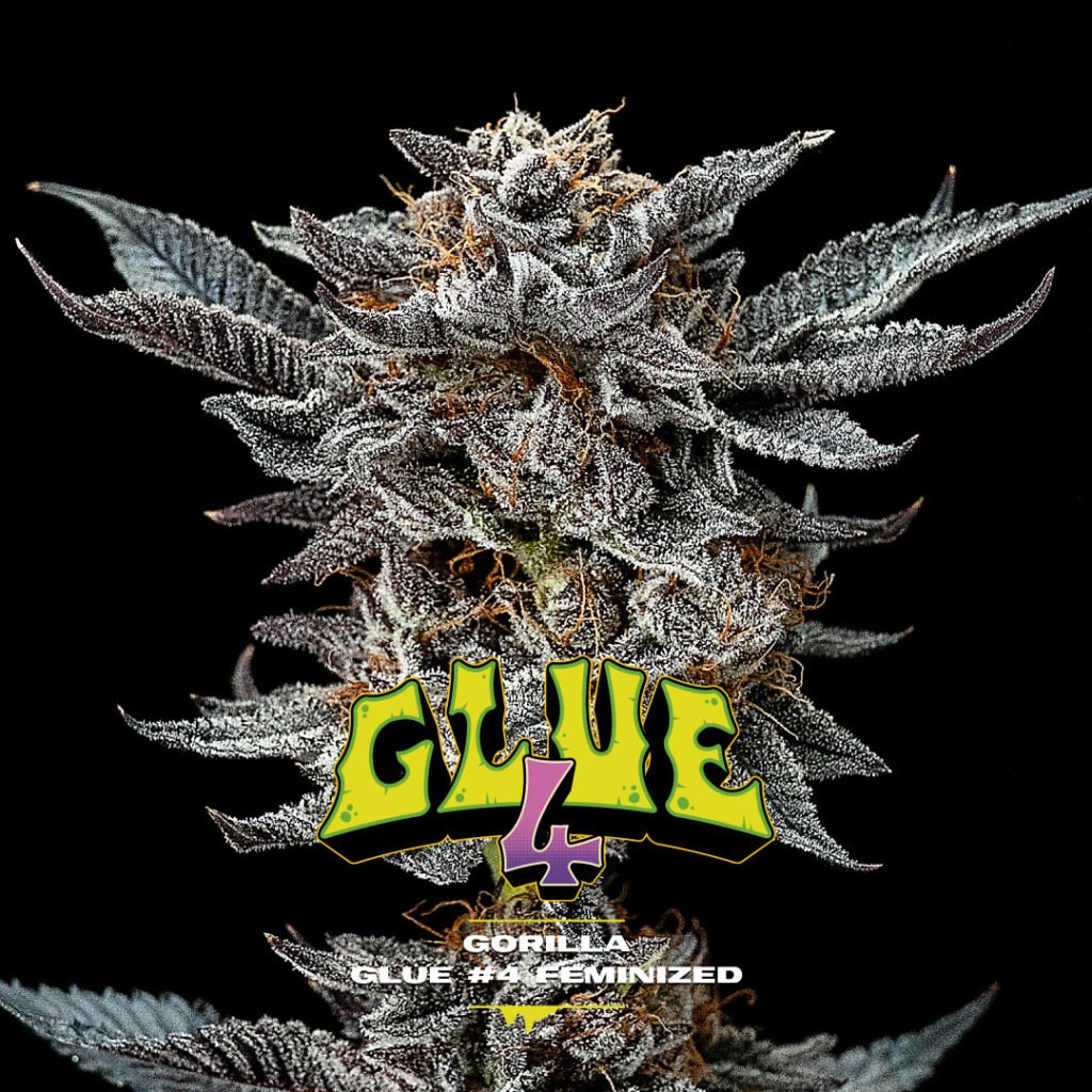 GORILLA-GLUE-1