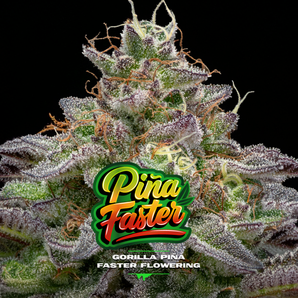 faster-gorilla-pina-bsf