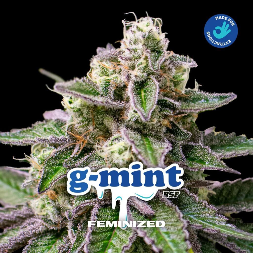 gmint