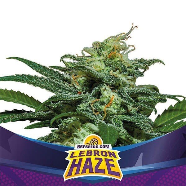 lebron-haze-xxl-auto